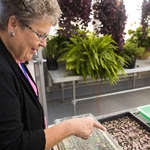 woman looks at plants in greenhouse